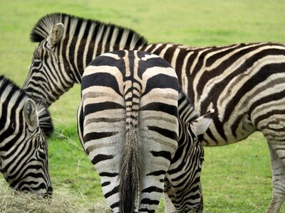 Nature striped
