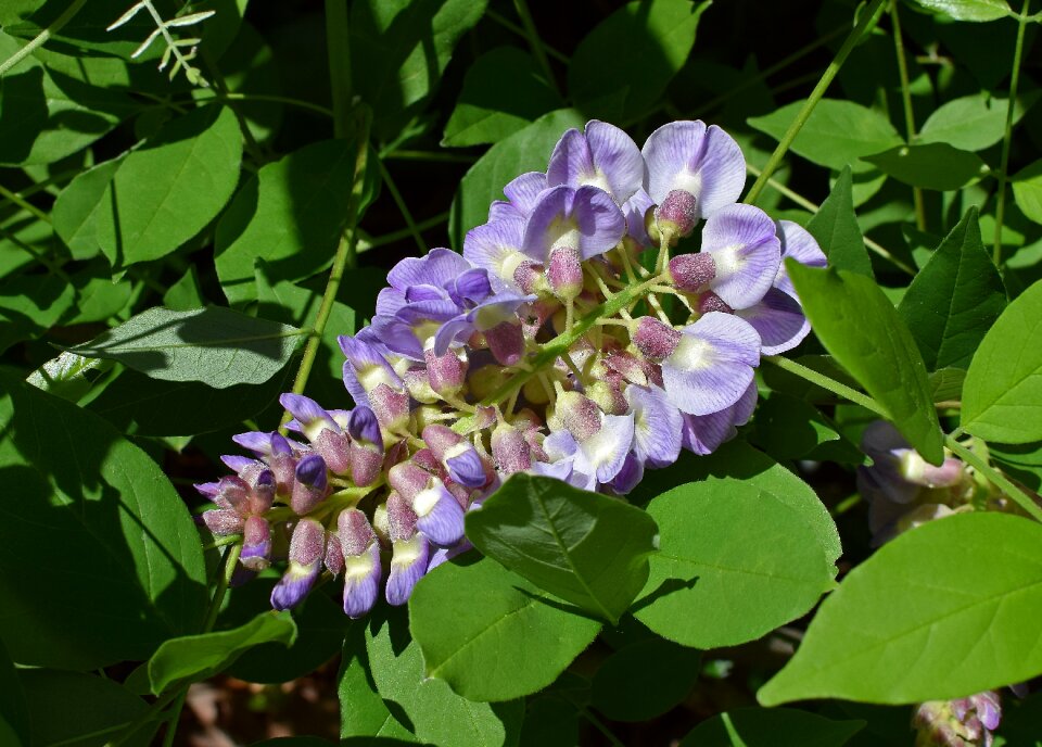 Bloom plant vine