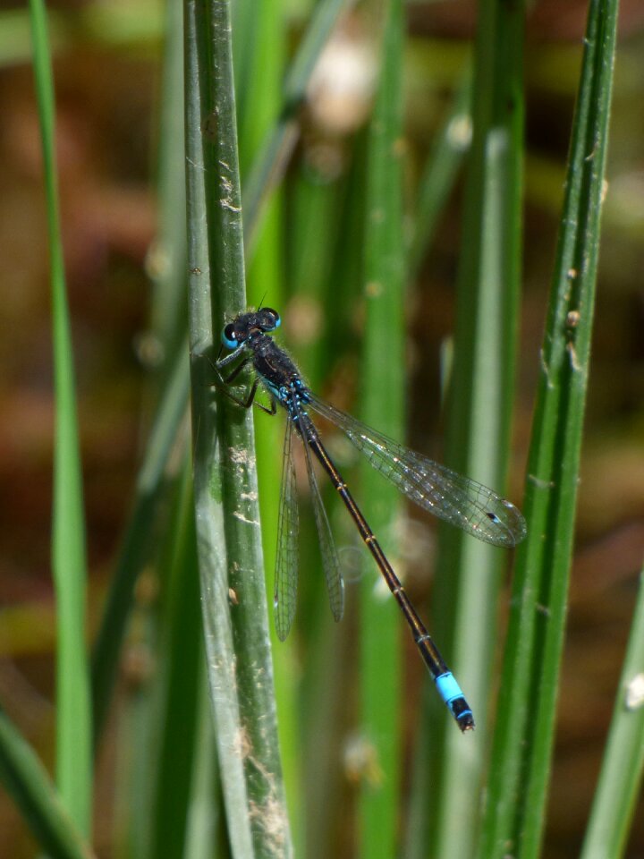 River ischnura graellsii blue dragonfly