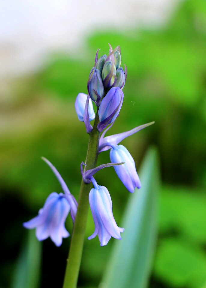 Hyacinth flower nature