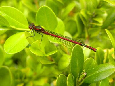 Dragonfly vuurjuffer bug