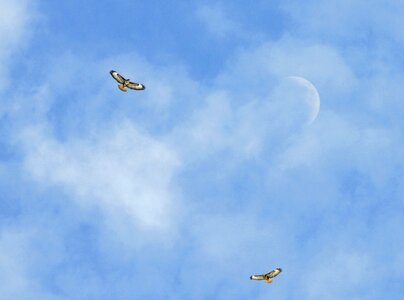 Nature bird buzzard