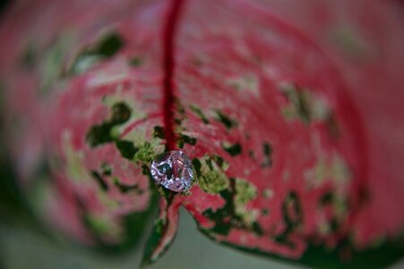 Pearl nature leaves