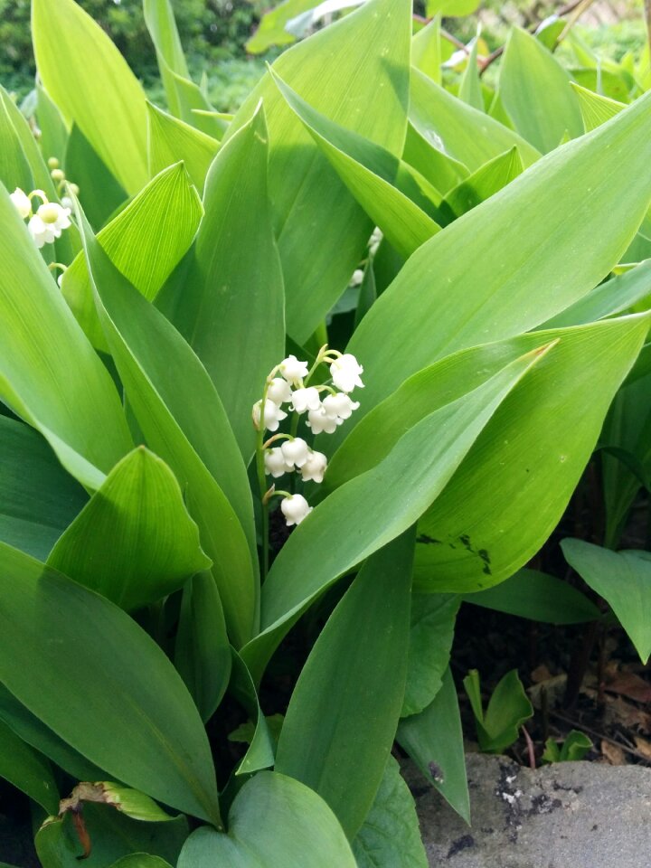Lily of the valley garden spring