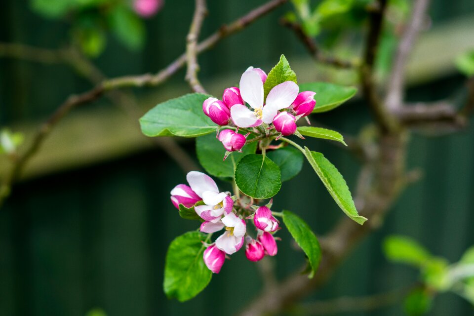 Blossom garden
