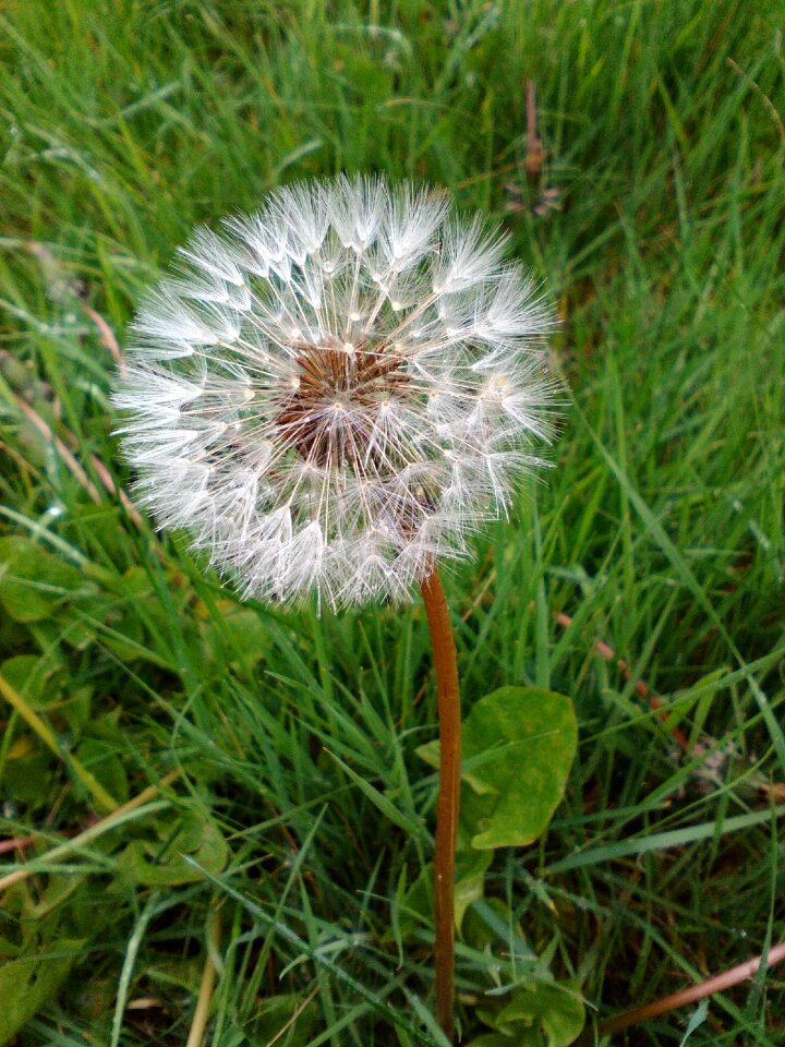Spring plant wish