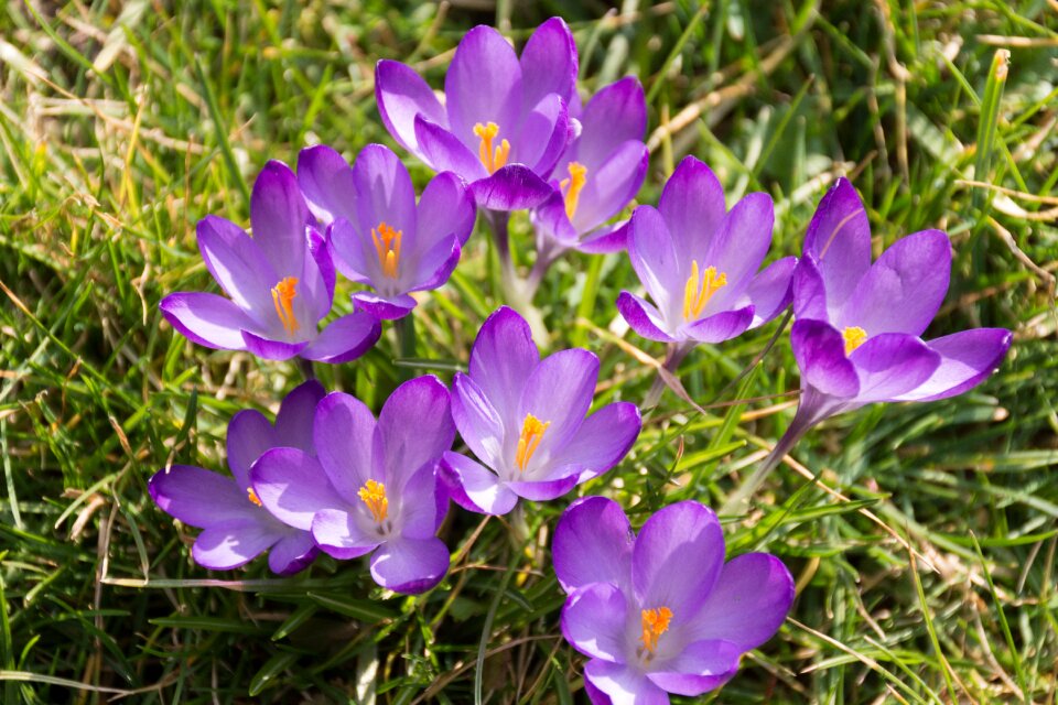 Early bloomer flower blossom photo