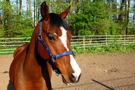 The head of a horse brown snout