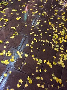 Autumn rain sidewalk photo