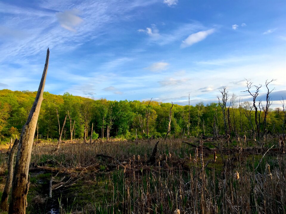 Green landscape color