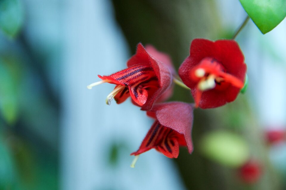Flower wild plant exotic