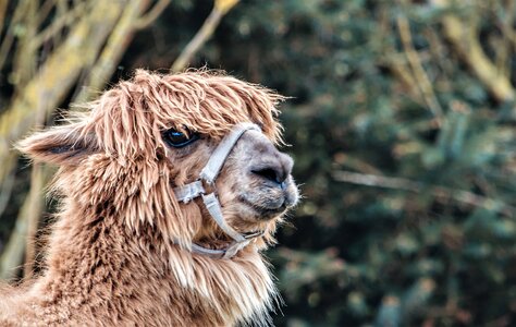 Animal head fluffy photo