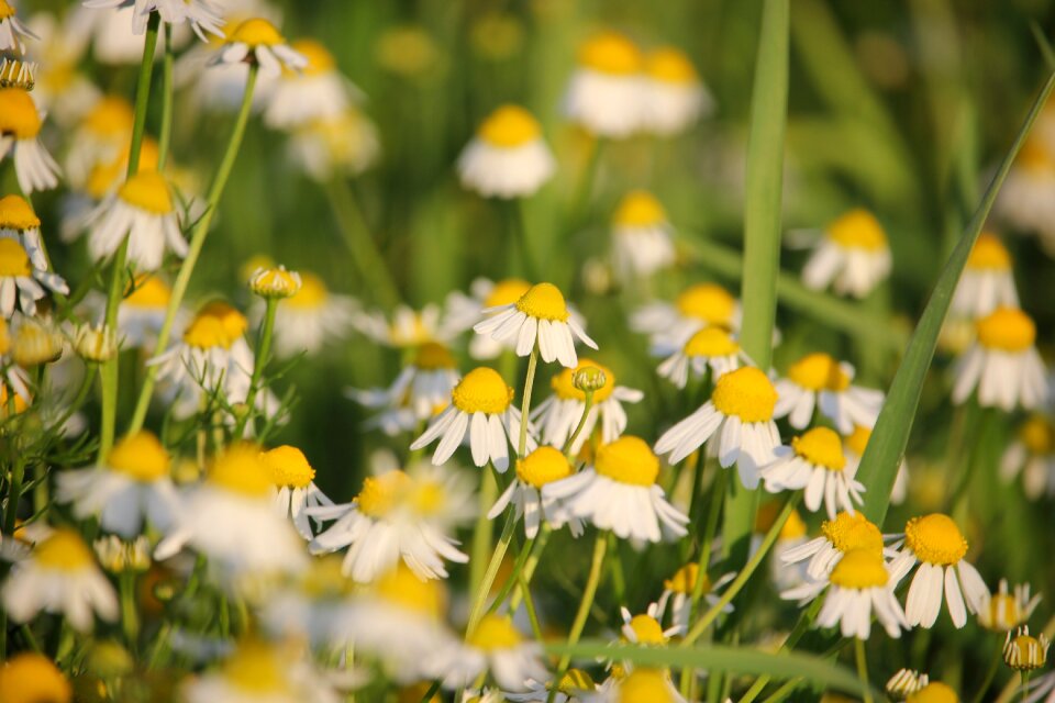 Medical nature meadow