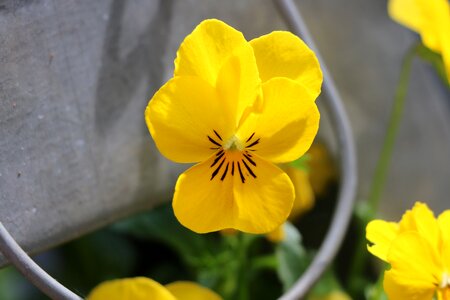 Thinking flower yellow