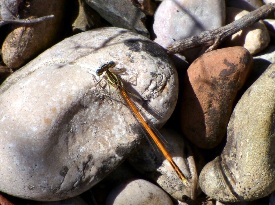 Branch platycnemis acutipennis orange dragonfly