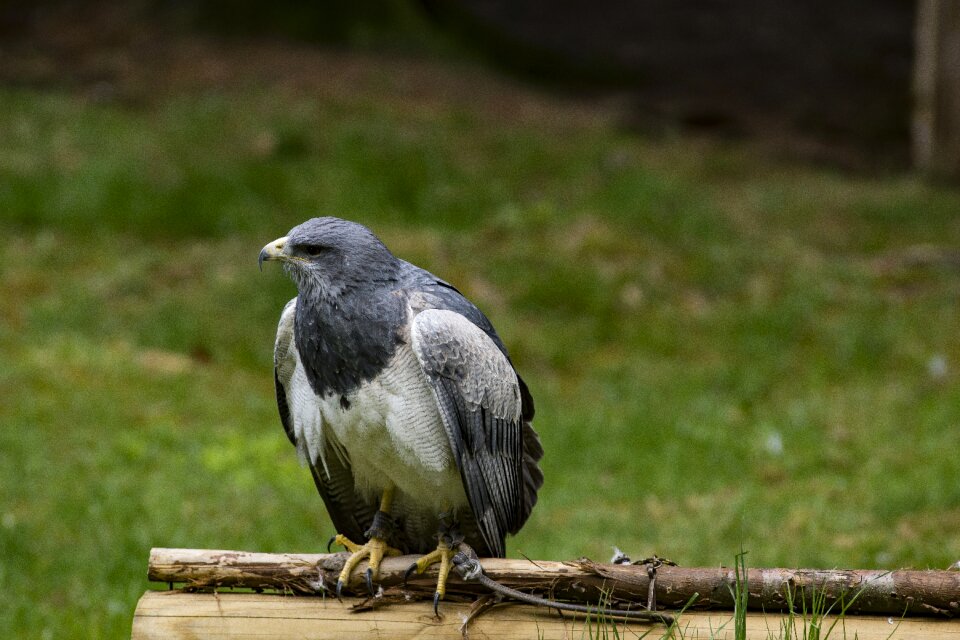 Bird of prey wing nature