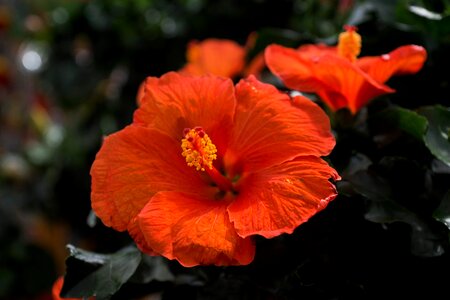 Garden orange spring photo