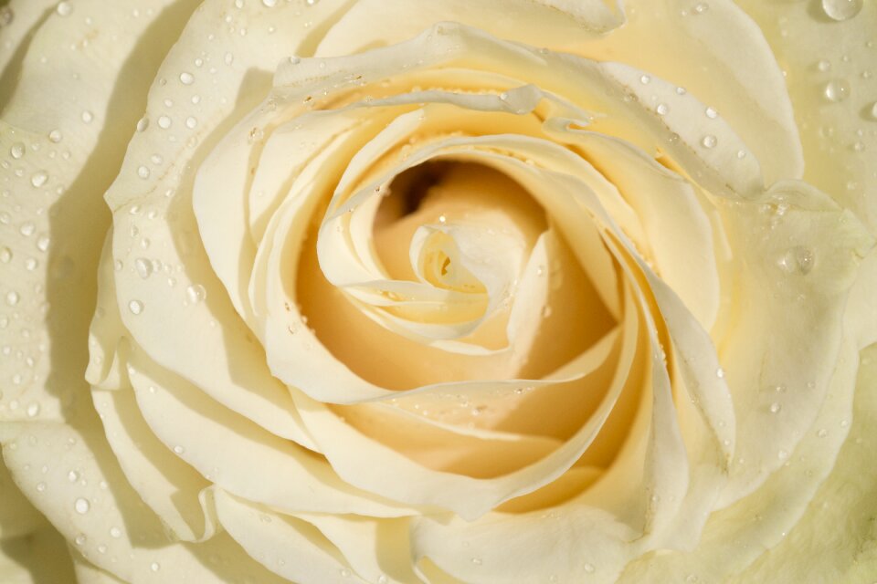 Flower nature macro