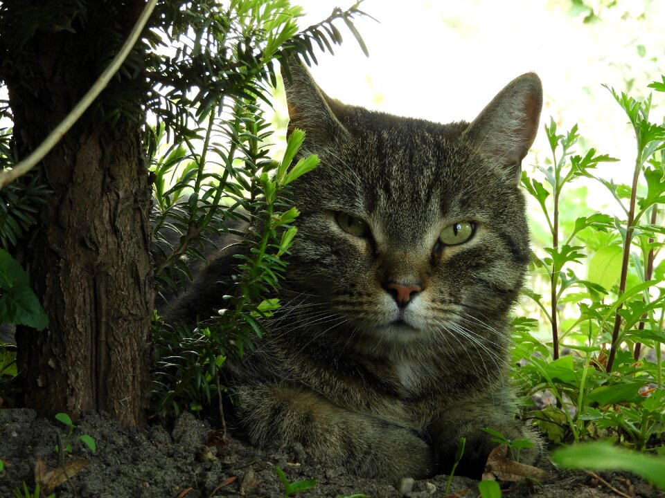 Eyes kitten domestic cat