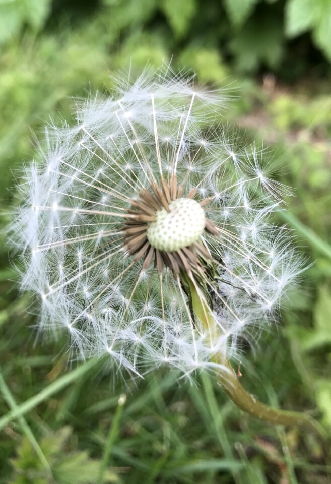Flower plant summer