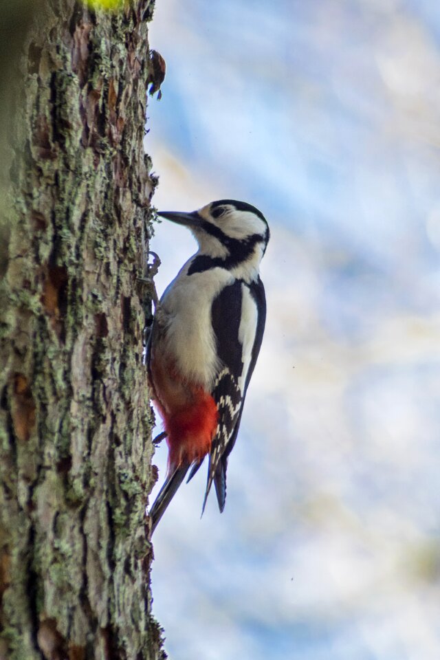 Bird nature nature photo
