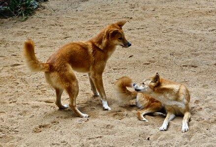 Dog predator pair photo