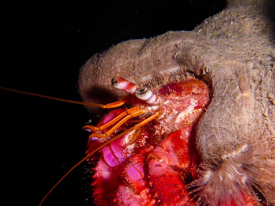 Crustacean diving underwater
