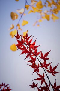 Red maple backlight plant