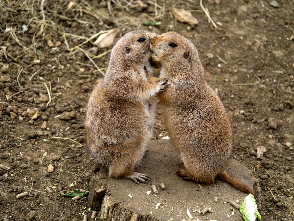 Animals cute