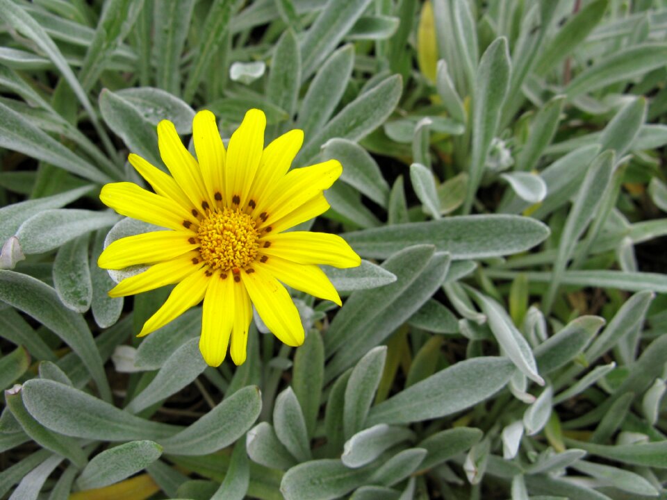 Yellow flower plant summer