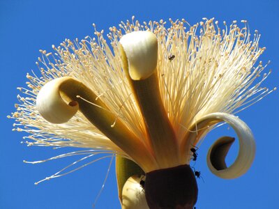 Brazilian cerrado flowers landscapes