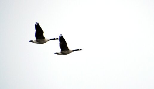 Couple geese himmel
