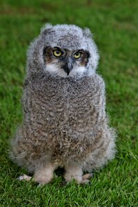 Cute bird green owl photo