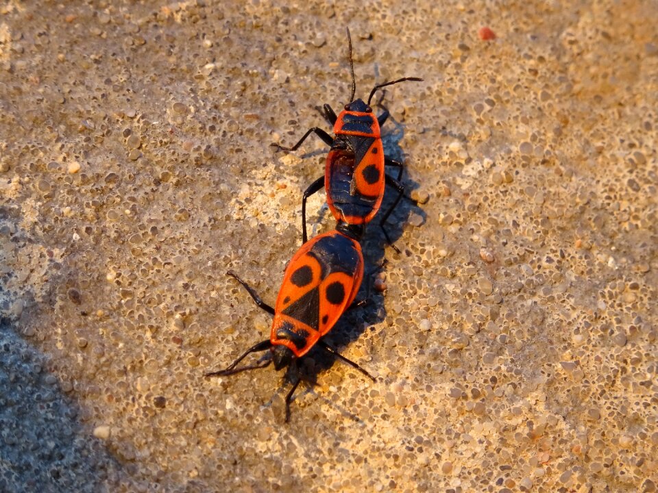 Insects winged insects pyrrhocoridae