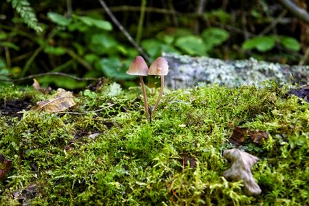 Forest mushroom cap colors photo
