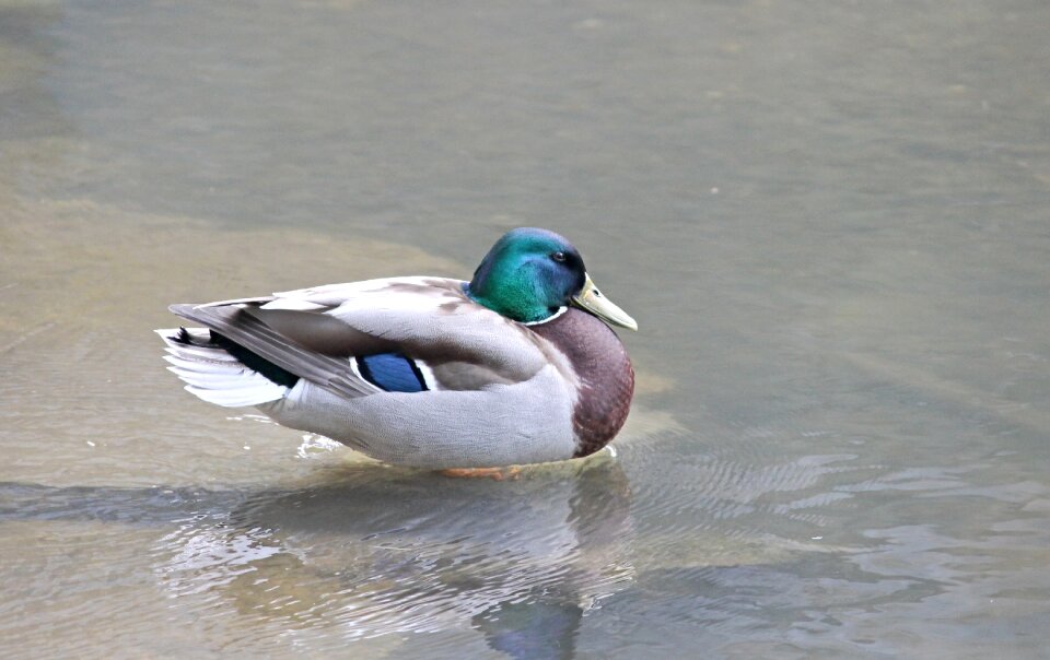 Water bird lake bird