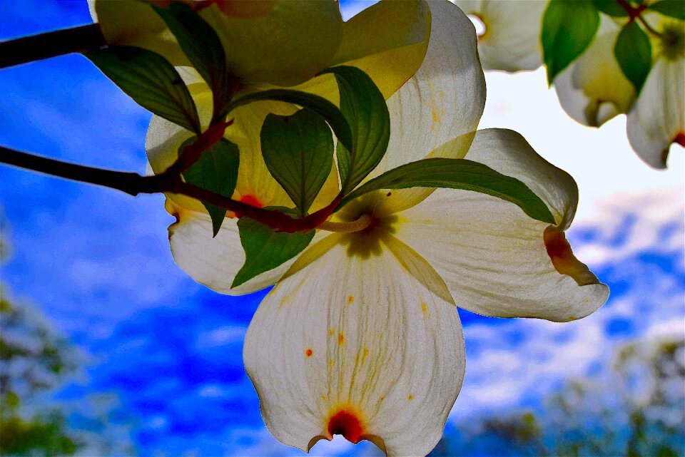 Tree spring plant photo