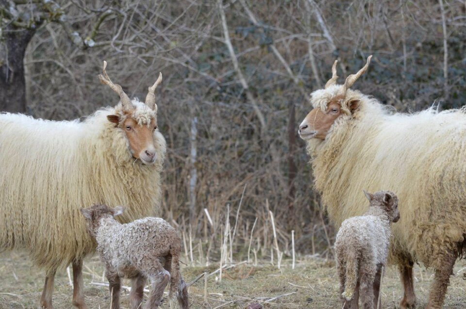 Animal babies racka sheep motherly love