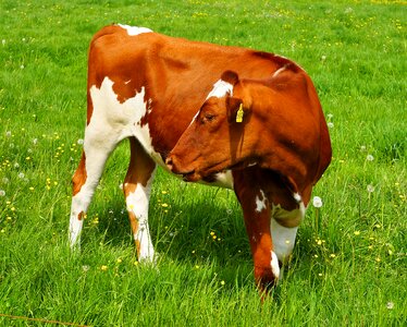 Cattle young nature