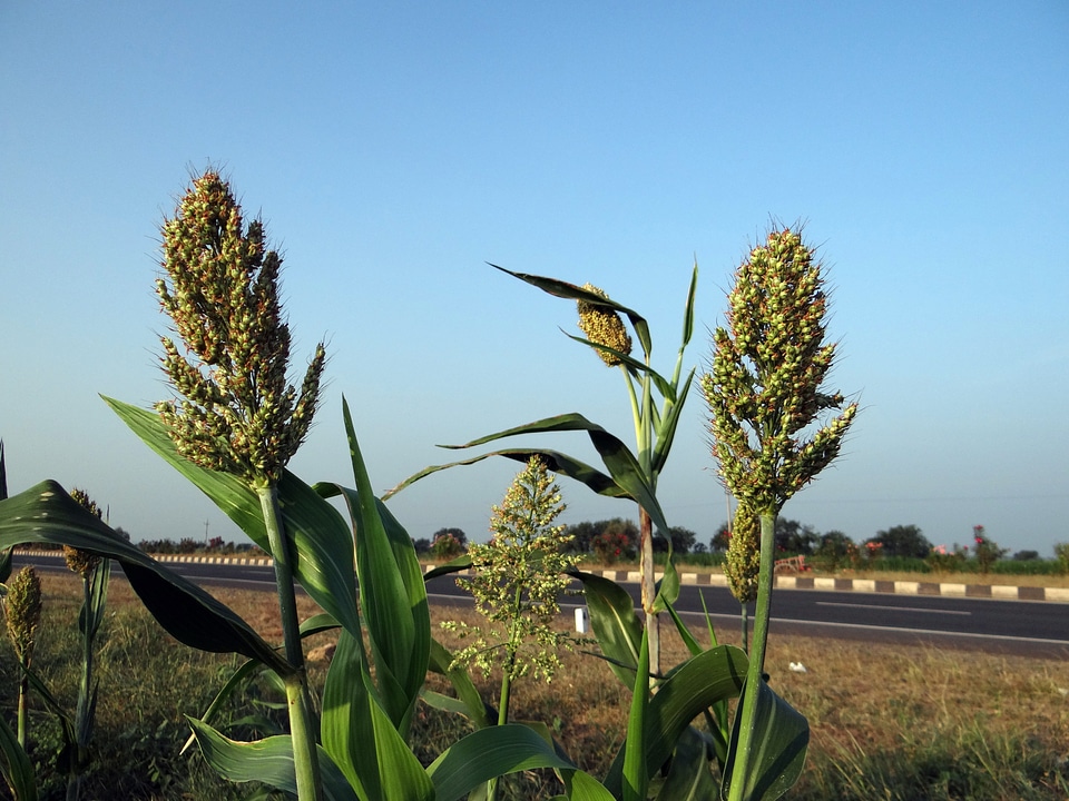 India agriculture crop