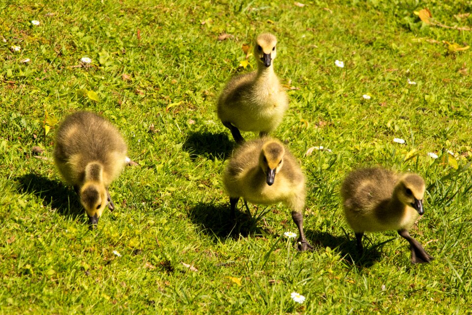 Goose bird nature photo