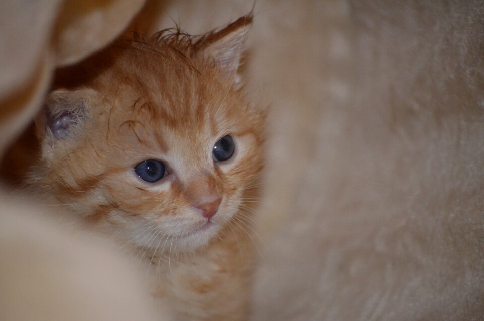 Cat baby cat kitten