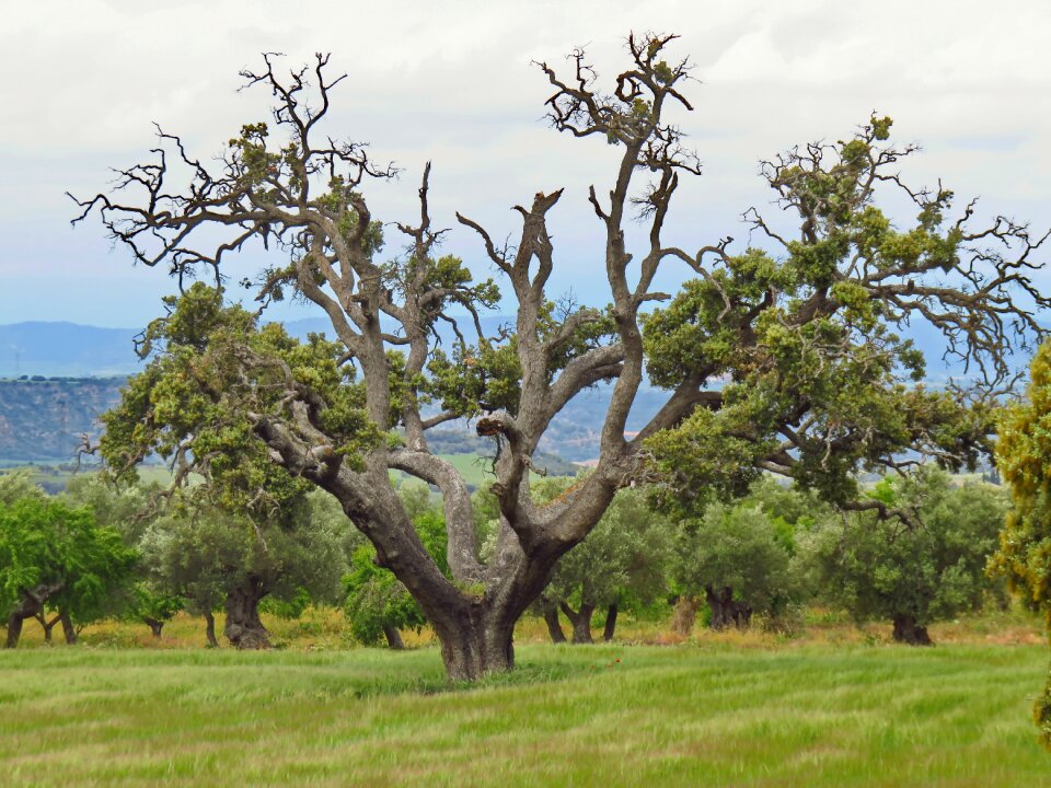 Old nature plant