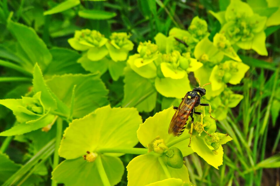 Flower spring animal