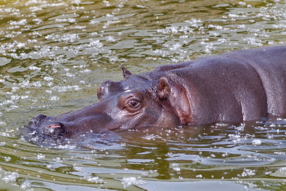 Water eyes ears - Free Stock Photos | Creazilla