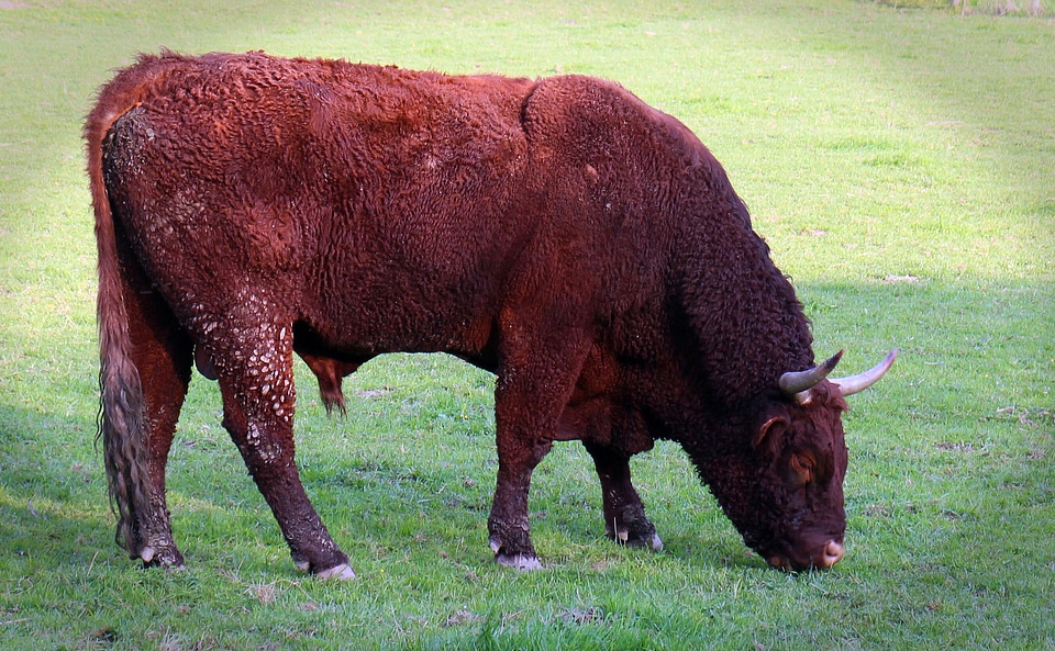 Cattle horns domestic cattle