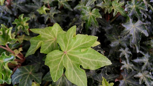 Green leaves nature plant
