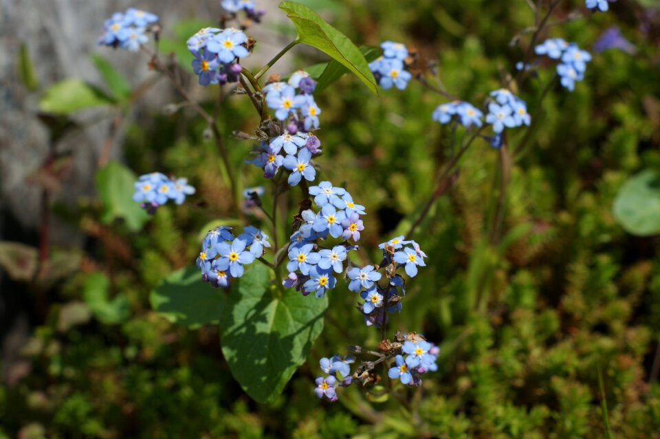 Spring blue garden