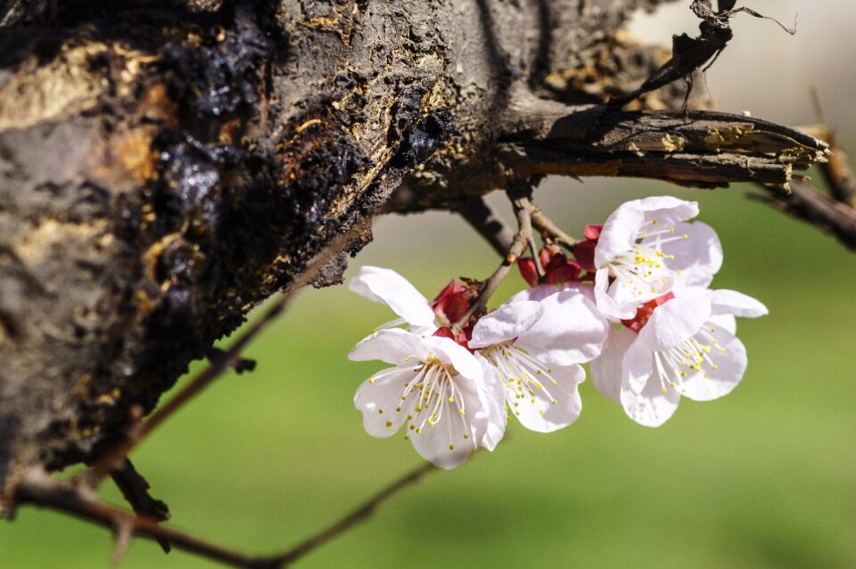 Nature plant color apricot