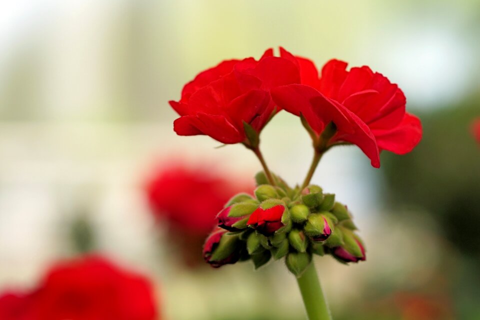 Bloom red nature